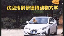 欢迎来到景德镇动物大学