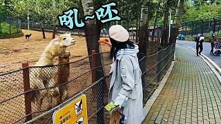 游客用咬過的胡蘿卜喂羊駝！然后，羊駝就怒了！