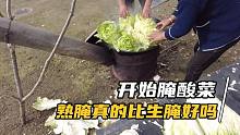 东北腌酸菜，1000斤白菜腌了满满五大缸，用不上一个月就能吃上了