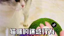 万万没想到，用这玩意儿逗猫也太欢乐了吧！