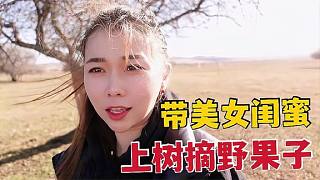 內(nèi)蒙有啥野果子能吃？帶美女閨蜜上樹摘果子，酸甜口感童年的味道