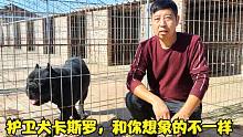 凶狠、勇猛大型护卫犬卡斯罗，在这里变成绵羊，主人敢抢它的食物