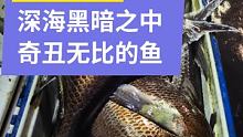生活在南海黑暗之中奇丑无比的鱼，也是我们南沙爆钓行程钓获的目标鱼之一乌鲂，此鱼全身漆黑，眼睛很大，长
