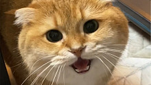 猫咪叫声差别有多大，五款畅听