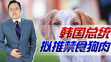 【照理说事】禁止吃狗肉？韩国自古就有吃狗肉习俗，如今为何要违背祖宗的决定
