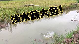 山区10厘米水深的稻田里发现大鱼，外地朋友肯定不信，遍地都是鱼