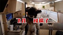 房车自驾途中收养的小狗要成精了，放飞自我谁都不认！房车萌宠