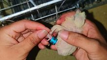 给出生第4天的小鸽子戴脚环，这家伙是不是有点太小了