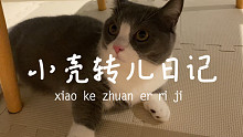 小猫咪日常卖萌