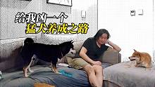 让小柴犬学凶猛点，铲屎官教到头大，感觉还是该放弃