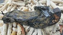 外婆送来一块8年的老腊肉 颜色发黑全身长满霉斑 猜猜能值多少钱