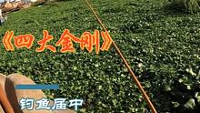 #钓鱼 #钓鱼四大金刚 野钓真的太难了，我也是没办法，嗯，一口酥真香 #钓鱼那些事