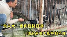 杀人犬丢狗性格太狂暴，凶起来主人根本控制不住，这狗还能要吗？