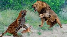 老虎妈妈猎鹿后失去了她的孩子-英雄狮子照顾小虎崽！