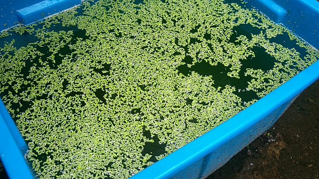 芝麻浮萍怎么养殖,芝麻浮萍养殖技术和管理养来喂鱼 然后钓鱼!