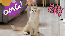 可爱小猫只喜欢免费的玩具，并且非常自来熟