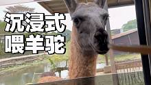 戴好耳机！带你沉浸式体验喂羊驼【那须野生动物园】