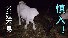 养羊不易，尤其是养殖山羊更不容易，没有足够的耐心最好不要养殖