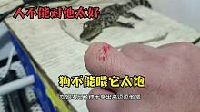 小鳄鱼撕咬主人，意外死亡，雷龙鱼为了口吃的，摇头摆尾比狗还狗