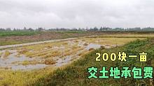 卖完水稻交土地承包费，23亩花了4600块，农村的钱真难赚