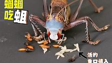 蝈蝈吃蛆！像你吃大米饭一样