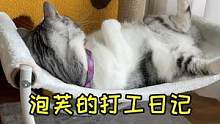 认真工作的芙芙上线 越努力越幸运哦#小动物打工有多努力