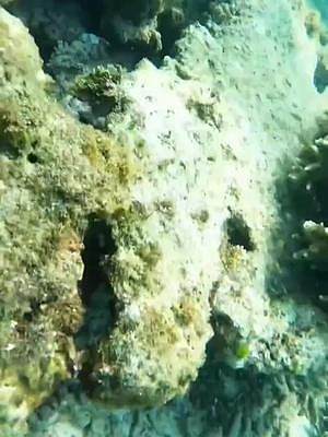 #潛水 #海洋生物 #海底世界