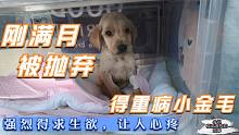 小金毛得重病被抛弃，迟爸爸鼓励它要活下去，它却懂事的点头答应