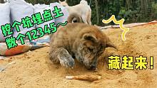 田园犬虎子沙堆藏食，自欺自嗨，俨然一枚沙雕！