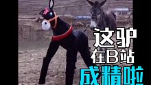 这驴来时好好的，到B站后就成精啦