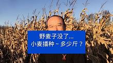 野麦子没了，小麦播种～多少斤？