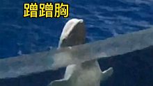 小白鲸集体挠痒痒？