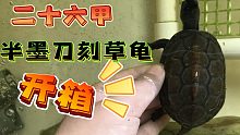 163元的26甲半墨刀刻小草开箱～吃土也要买的小龟！！