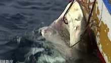 1000斤的大鱼，直接被钓起来，还附送一条几十斤的小鱼