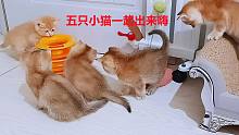 两窝小奶猫又萌又漂亮，聚在一起嗨玩，主人幸福感慨：五猫闹铁岭
