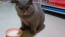 胖公猫独自喝酸奶，一群猫排队围观，大帅猫今天说啥不给主人面子