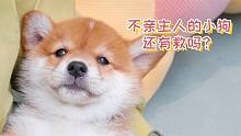 不亲主人的小狗，长大后还有救吗？