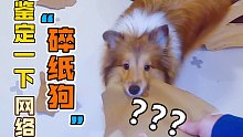 【喜乐蒂】鉴定一下网络碎纸狗-拔河游戏真好玩呀