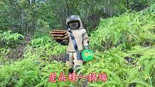 抓马蜂太过瘾了，藏在地里面也跑不掉，连蜂带窝一起端了