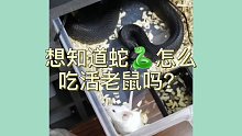 想知道蛇怎么吃活老鼠吗