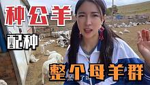 1只公羊配整个母羊群，上千羊羔同父异母，追咬鸡屁股满地掉毛