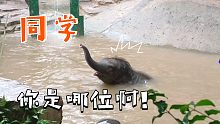 #小象——玩水当然要一起玩才好玩