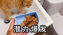 橘猫潜力无穷，只要美食到位，就没有橘猫上不去的地方