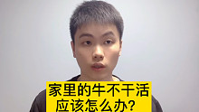 身强体壮的牛，居然回家不干活，是不是外面有别的牛了！