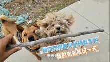当拿起棍棒时狗狗不但不害怕还很开心，这说明又能和主人玩耍了 ｜流浪生活 ｜樂浪星