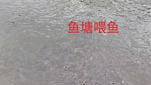 农村小伙在家养鱼，天气每天都在变化，喂鱼的最佳时间也的改变