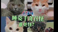 小猫咪千奇百怪的睡姿大赏评选！谁赢了？