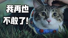 猫：我再也不敢让铲屎的带我出来了。。。