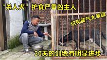 “杀人犬”丢狗严重护食凶主人，经过20天的暴力训练，终于老实了
