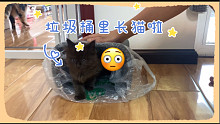 垃圾桶里长猫啦